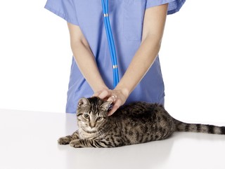 vet and cat